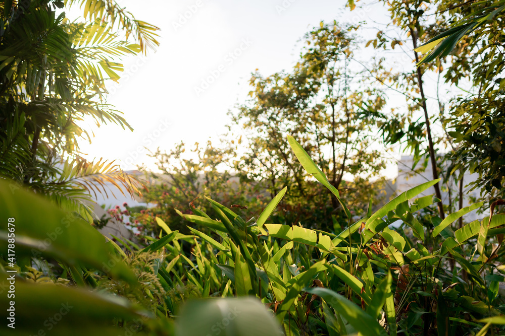 Fototapeta premium Tropical plant with background of sunset.
