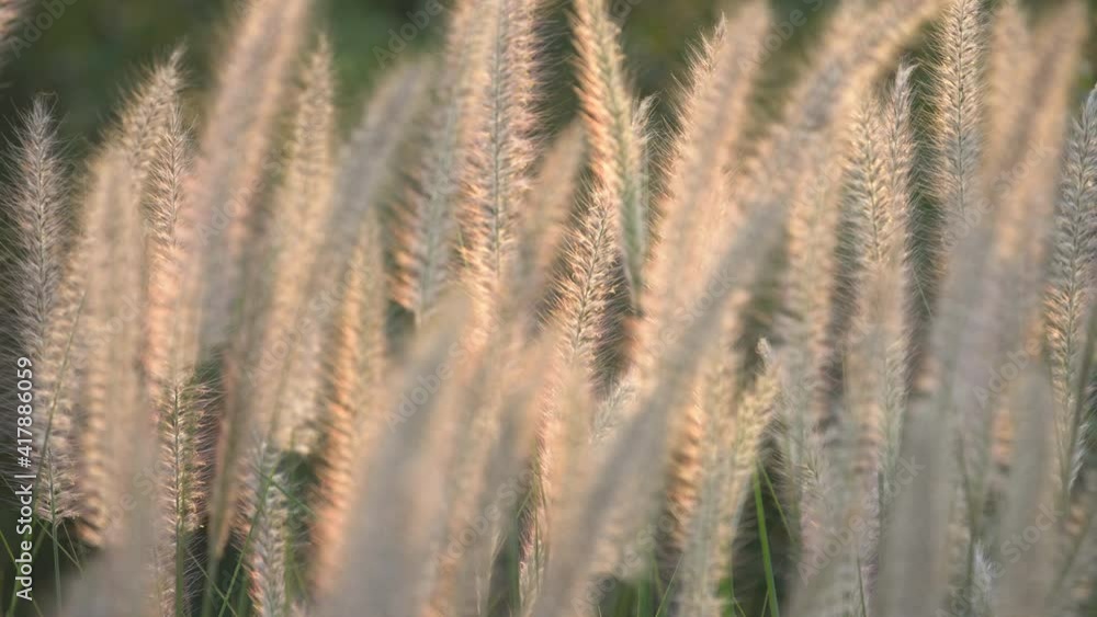 wind blowing white reeds grass flower field, sunset sky in the evening wind blowing white reeds grass flower field, sunset sky in the evening