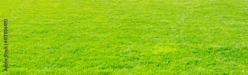 Lawn green grass field nature background
