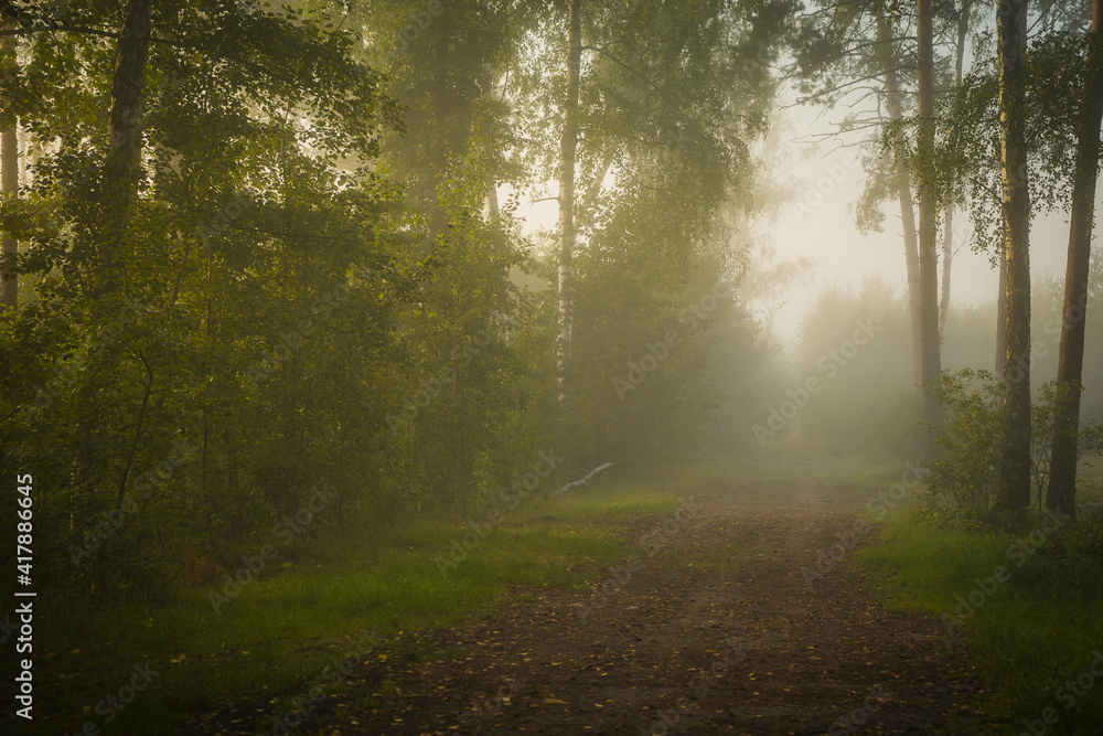 morning in the forest