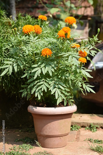 Marigold flower with leaves © jayasankar