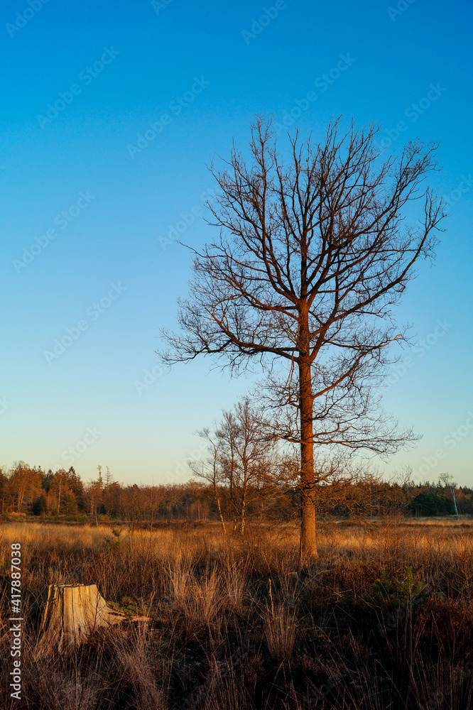 Open Tree Open Tree