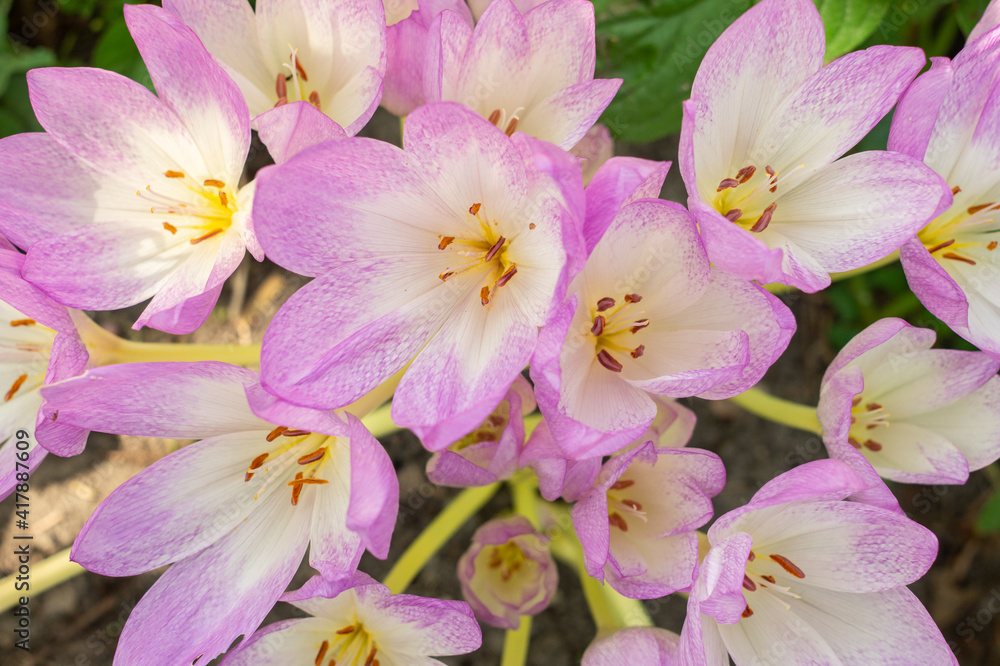 Purple flowers colchicum, blooming in autumn Purple flowers colchicum, blooming in autumn