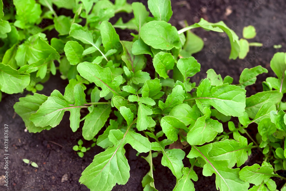 Green organic arugula grows outdoors. Green organic arugula grows outdoors.