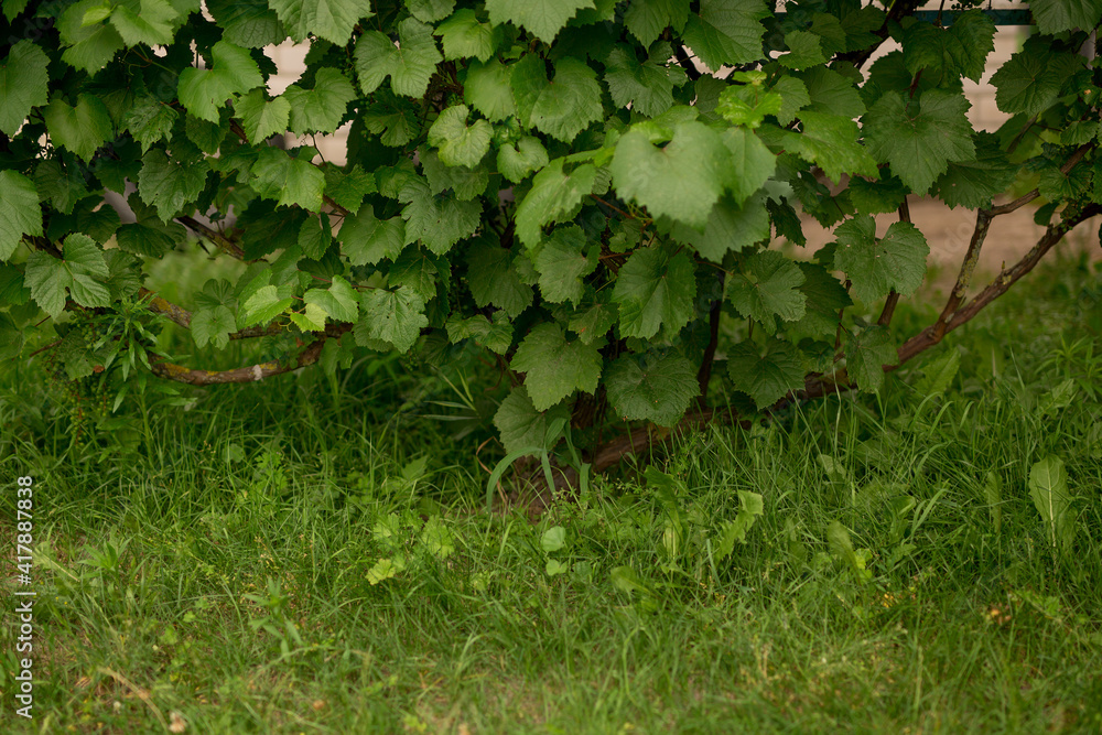 Fototapeta premium Clusters of unripe grapes with leaves on a natural background. A bunch of unripe green grapes on a grape tree, ready soon to be harvested for the production of white wine.