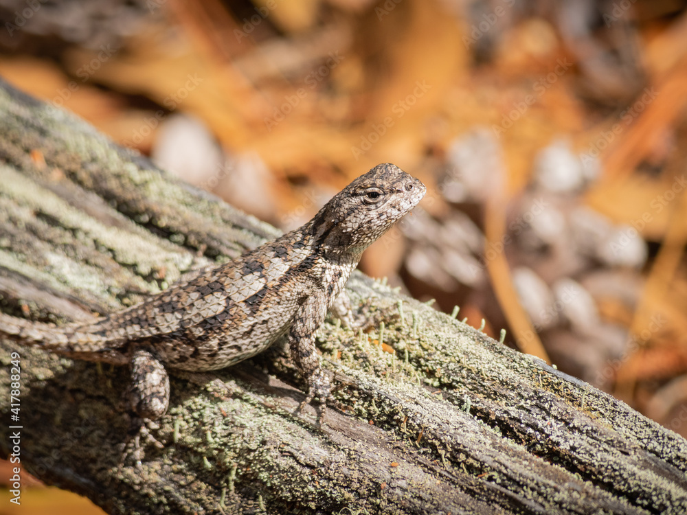 Fototapeta premium Small lizard on wood