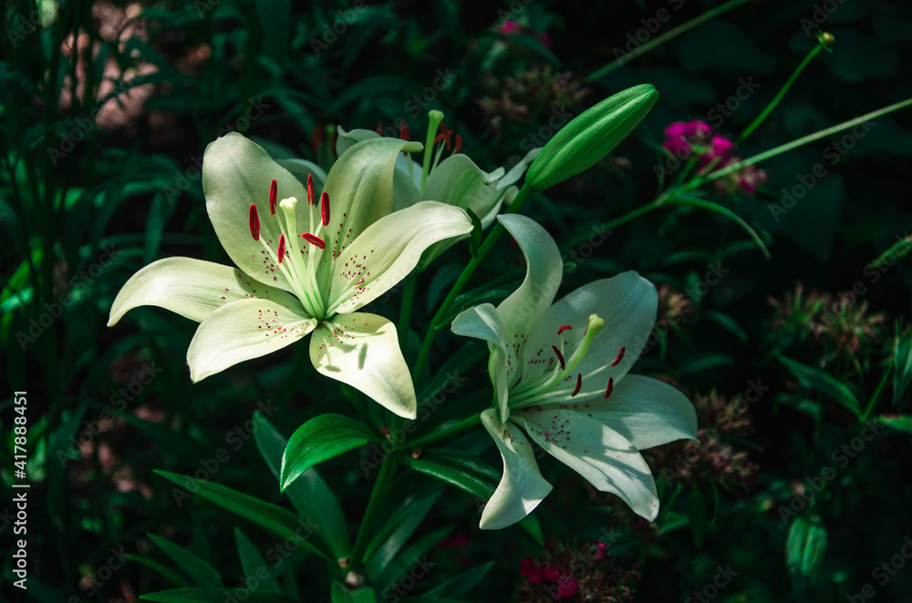 Fototapeta premium White lily flowers close up nature background