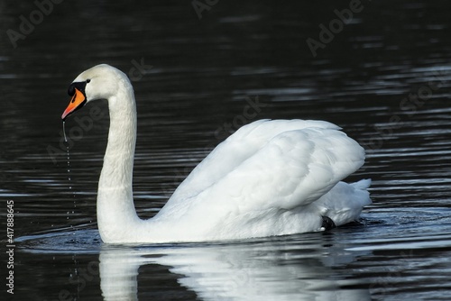 swan on the lake