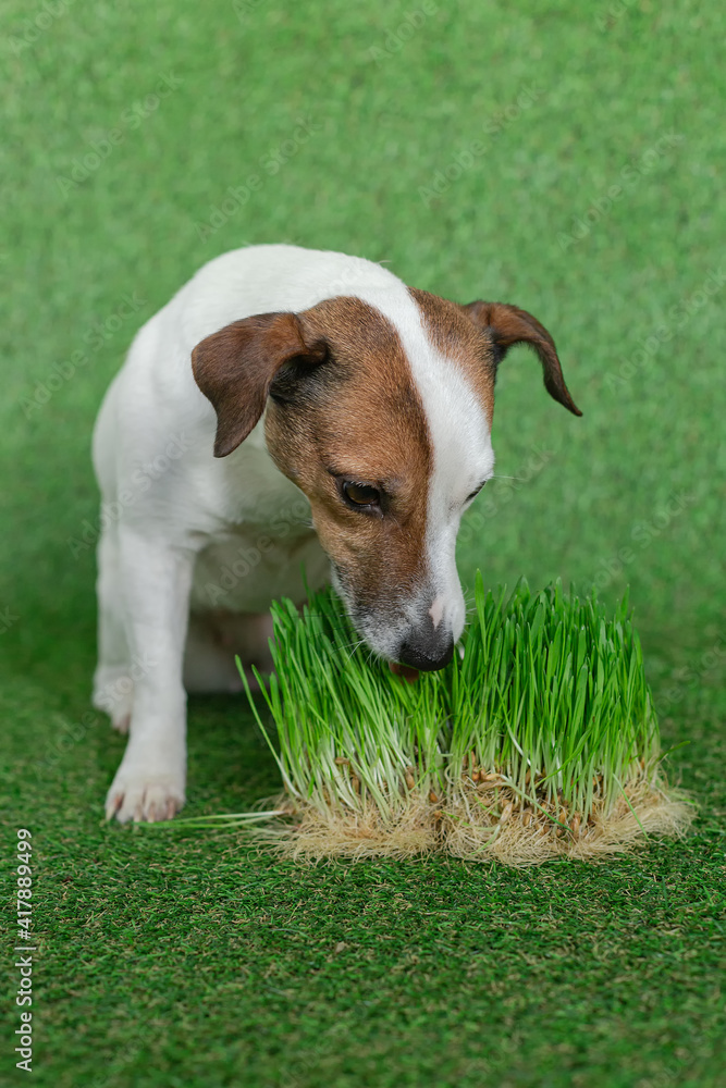 A beautiful dog of the Jack Russell breed is eating grass. Portrait of a dog on a green background