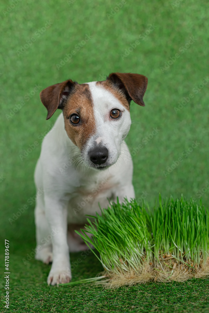 A beautiful dog of the Jack Russell breed is eating grass. Portrait of a dog on a green background