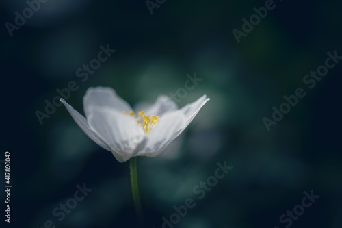 Fototapeta Naklejka Na Ścianę i Meble -  close up of white flower wood anemone