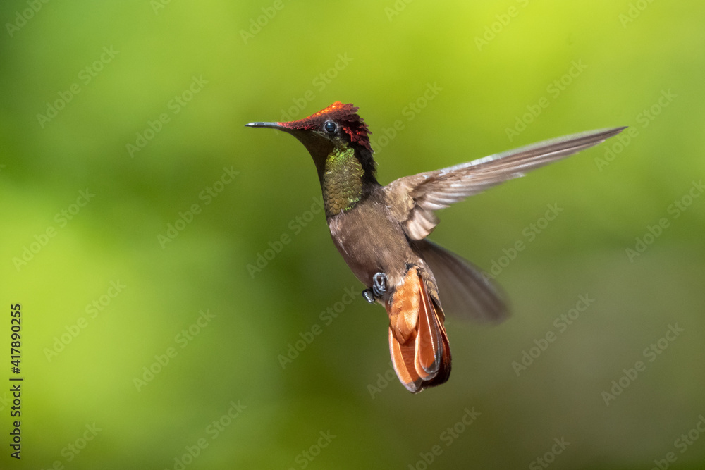 Fototapeta premium A male Ruby Topaz hummingbird (Chrysolampis mosquitus) hovering with a green bokeh background. wildlife in nature. Bird in flight. Hummingbird in garden