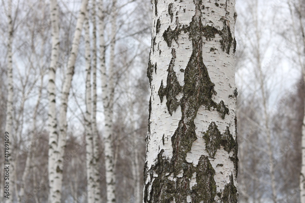 Fototapeta premium Young birches with black and white birch bark in spring in birch grove against background of other birches