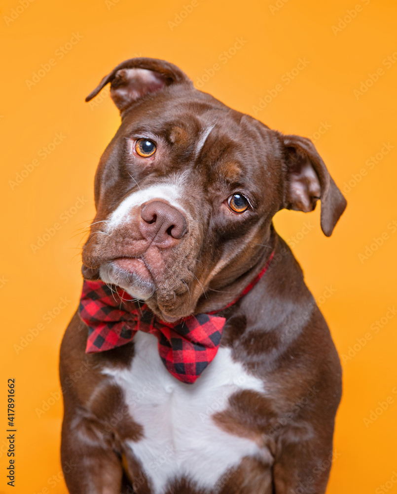 cute dog isolated in a studio shot with a colorful background