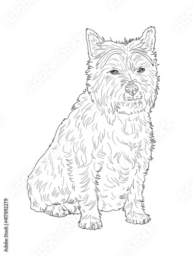 Realistic line art cairn terrier dog on white background for coloring