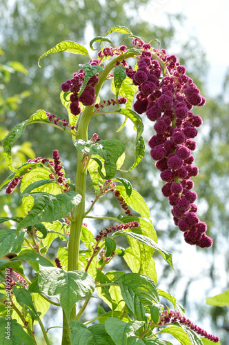 A beautiful flower, red-purple amarath, amaranthus photo