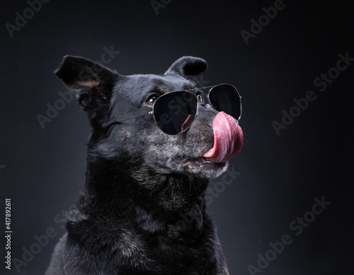 Fototapeta Naklejka Na Ścianę i Meble -  cute terrier lab mix on an isolated black background in a studio