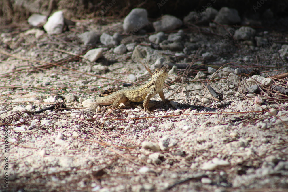 Small Brown Lizard On Ground Key West Florida Small Brown Lizard On Ground Key West Florida