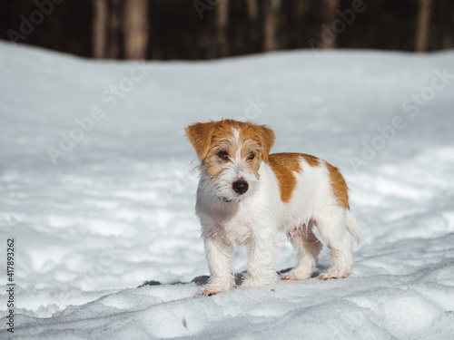 Portrait of a Jack Russell Terrier puppy in the snow