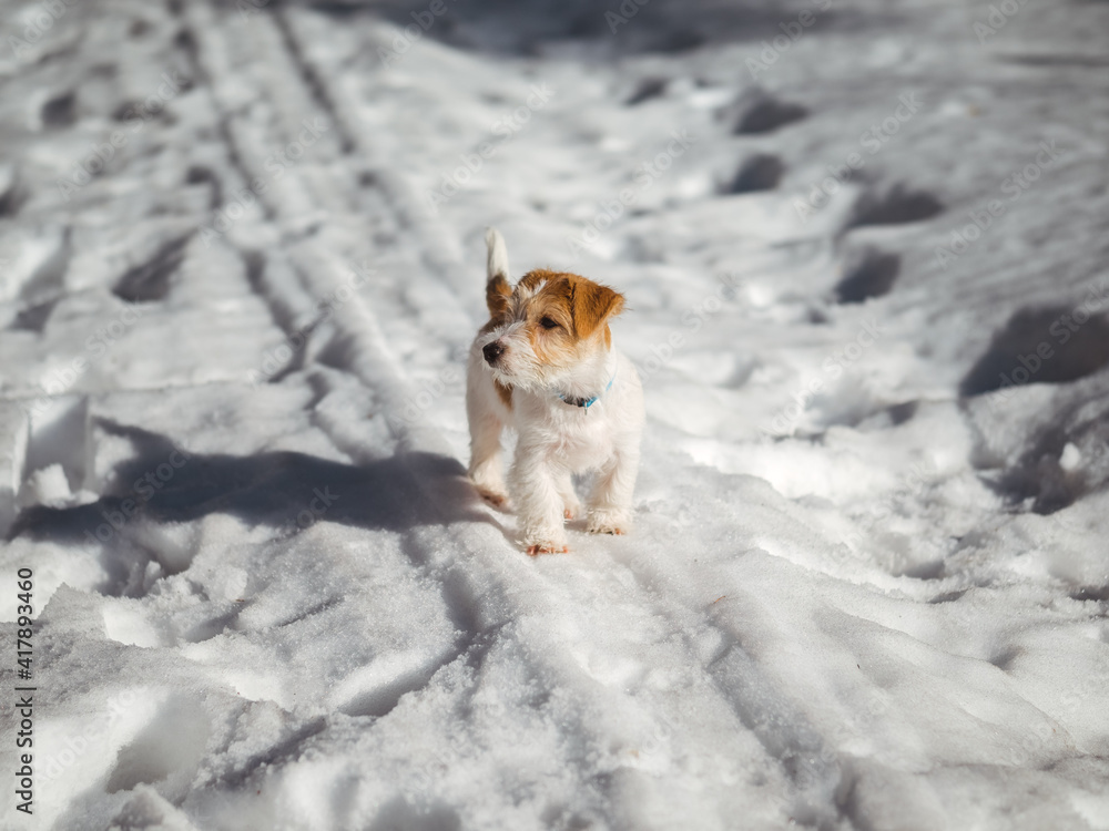 Jack Russell Terrier puppy running in the snow