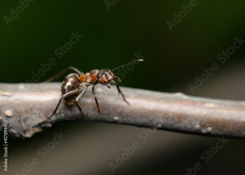Close up view of an ant sitting on a branch on a dark background