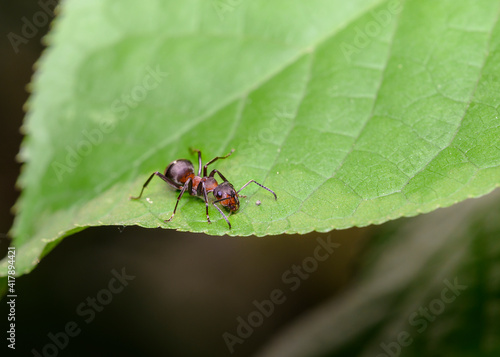 Close up view of an ant sitting on the edge of a leaf