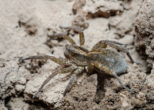 Close up of spider on clods of earth