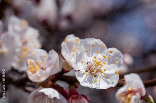Spring flowers of apricot tree on the branches.