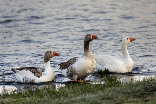 Three ducks in their natural environment.