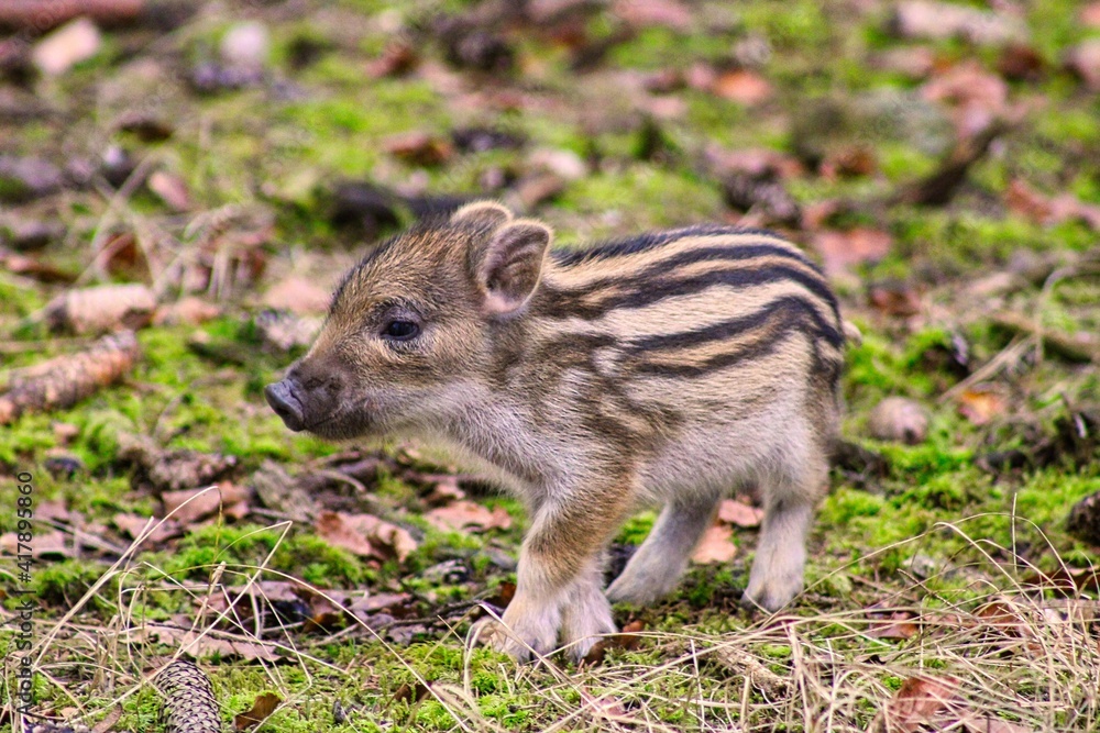 Curious, young Shoats playing in the forest Curious, young Shoats playing in the forest