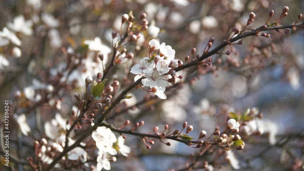 A close up view of the blossoming cherry tree branches. A close up view of the blossoming cherry tree branches.