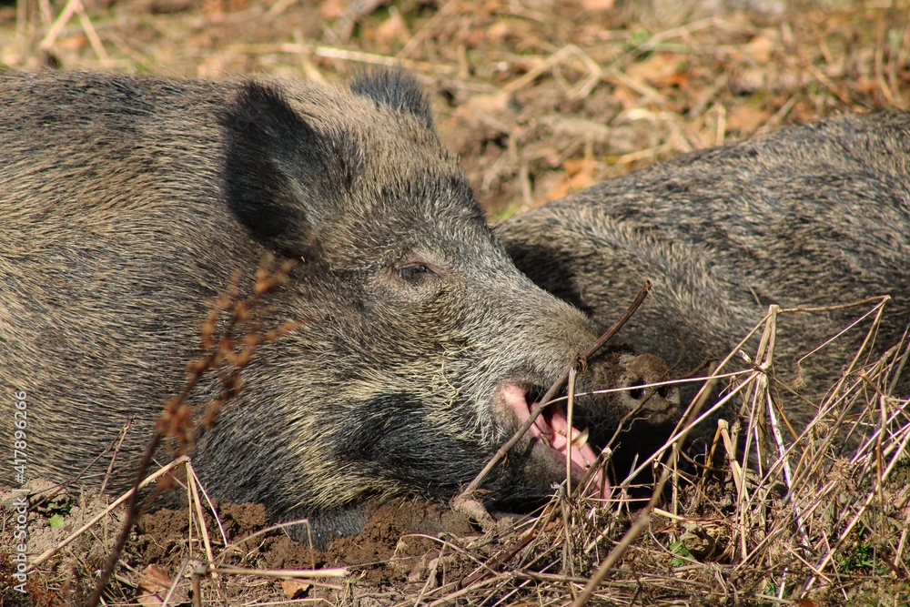 Yawning and tired wild boar in the Bavarian Forests