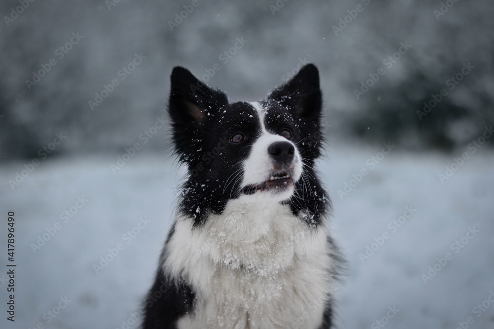 Close-up of Sweet Black and White Border Collie Dog during Cold Winter Day. Close-up of Sweet Black and White Border Collie Dog during Cold Winter Day.