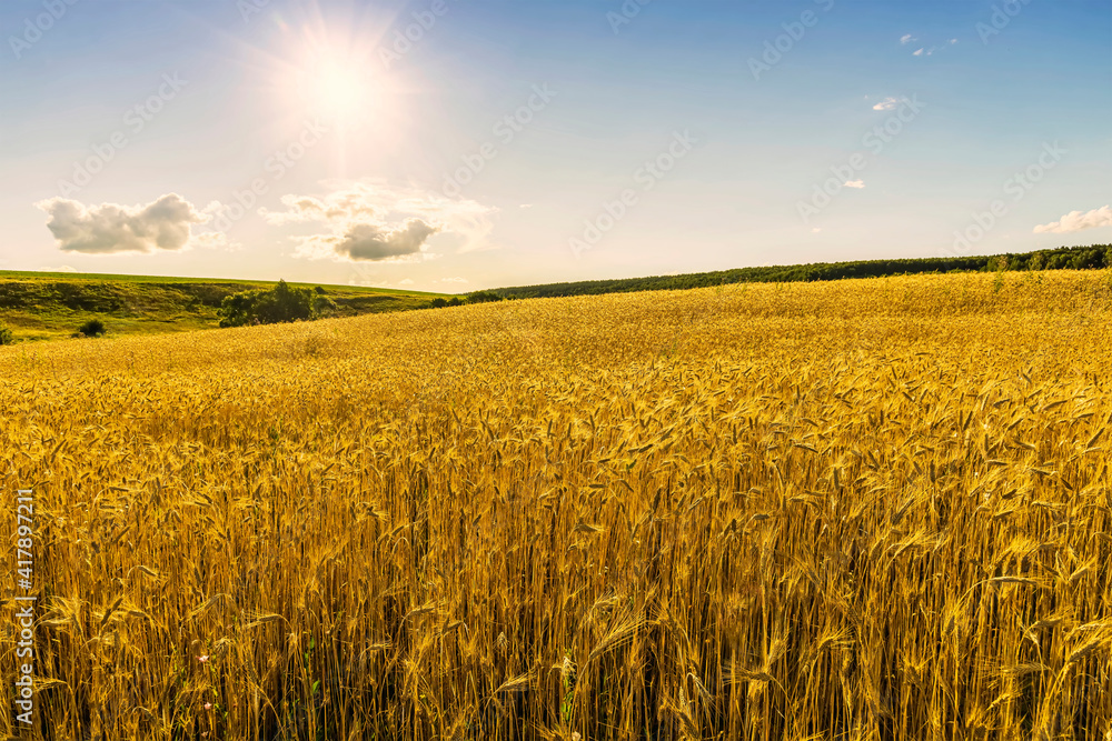 Scenic view at beautiful summer day in a wheaten shiny field with golden wheat and sun rays, deep blue cloudy sky and road, rows leading far away, valley landscape