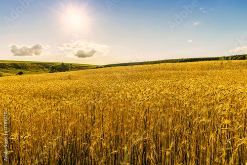 Scenic view at beautiful summer day in a wheaten shiny field with golden wheat and sun rays  deep blue cloudy sky and road  rows leading far away  valley landscape
