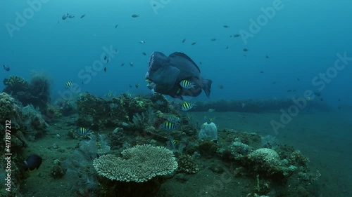 Giant Humphead Parrotfish - Bolbometopon muricatum doing cleaning next to the famous ship wreck Liberty. Underwater world of Tulamben, Bali, Indonesia. photo