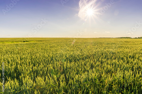 Scenic view at beautiful summer day in a wheaten shiny field with golden wheat and sun rays, deep blue cloudy sky and road, rows leading far away, valley landscape