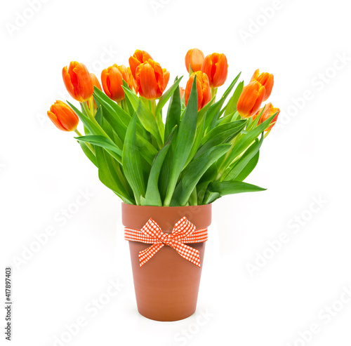 Blumenstrauss aus roten Tulpen auf weissem Hintergrund