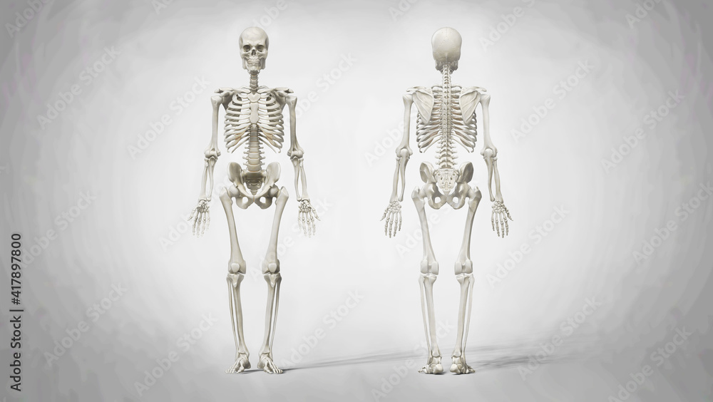 3D Recreation  of Anatomy of the Adult Male Skeleton
