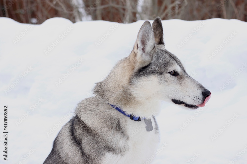 siberian husky on the snow