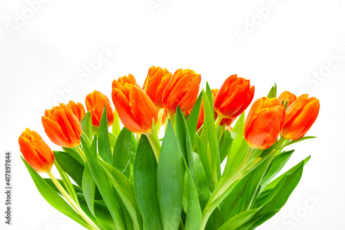 Blumenstrauss aus roten Tulpen auf weissem Hintergrund