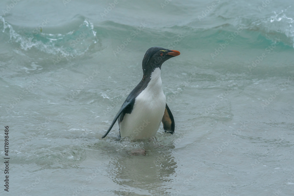 Obraz premium Rockhopper Penguin (Eudyptes chrysocome)