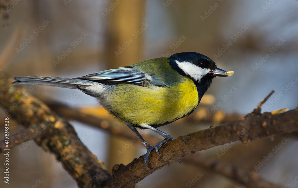 A beautiful and useful bird tit. 
The tit lives in parks and gardens of settlements.