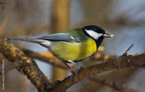 A beautiful and useful bird tit. The tit lives in parks and gardens of settlements.