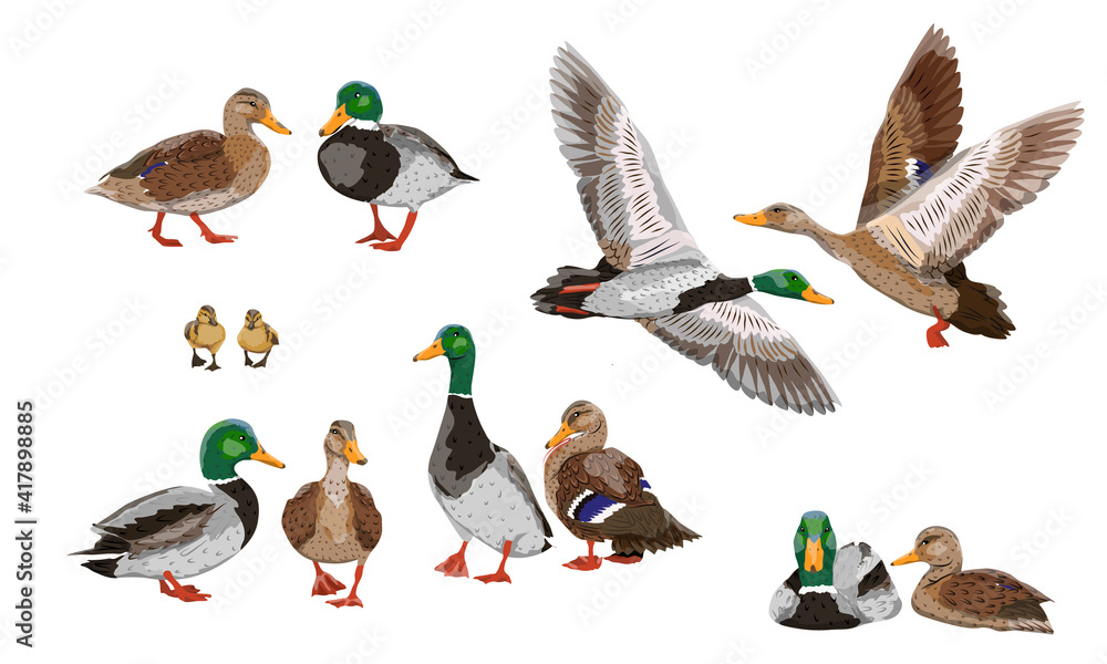 Mallard duck set. Male, female and ducklings of the Mallard duck Anas platyrhynchos. Realistic vector illustration of wild birds of Europe, America and North Africa. - obrazy, fototapety, plakaty 