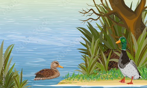 A pair of mallard ducks swim in the river. Drake and duck near the nest in the thickets of coastal grass. Wild waterfowl Anas platyrhynchos. Realistic vector landscape