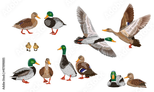 Print op canvas Mallard duck set