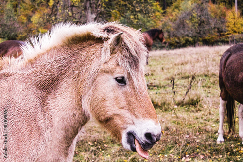 White Horse