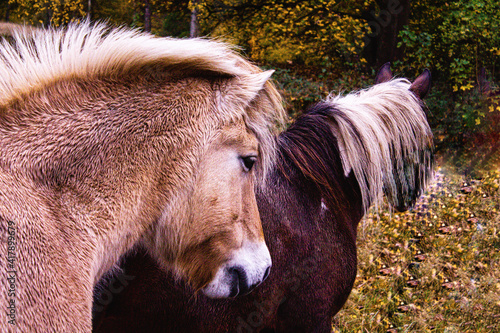 White and black horse