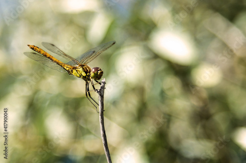 closeup of a dragonfly sitting on a branch